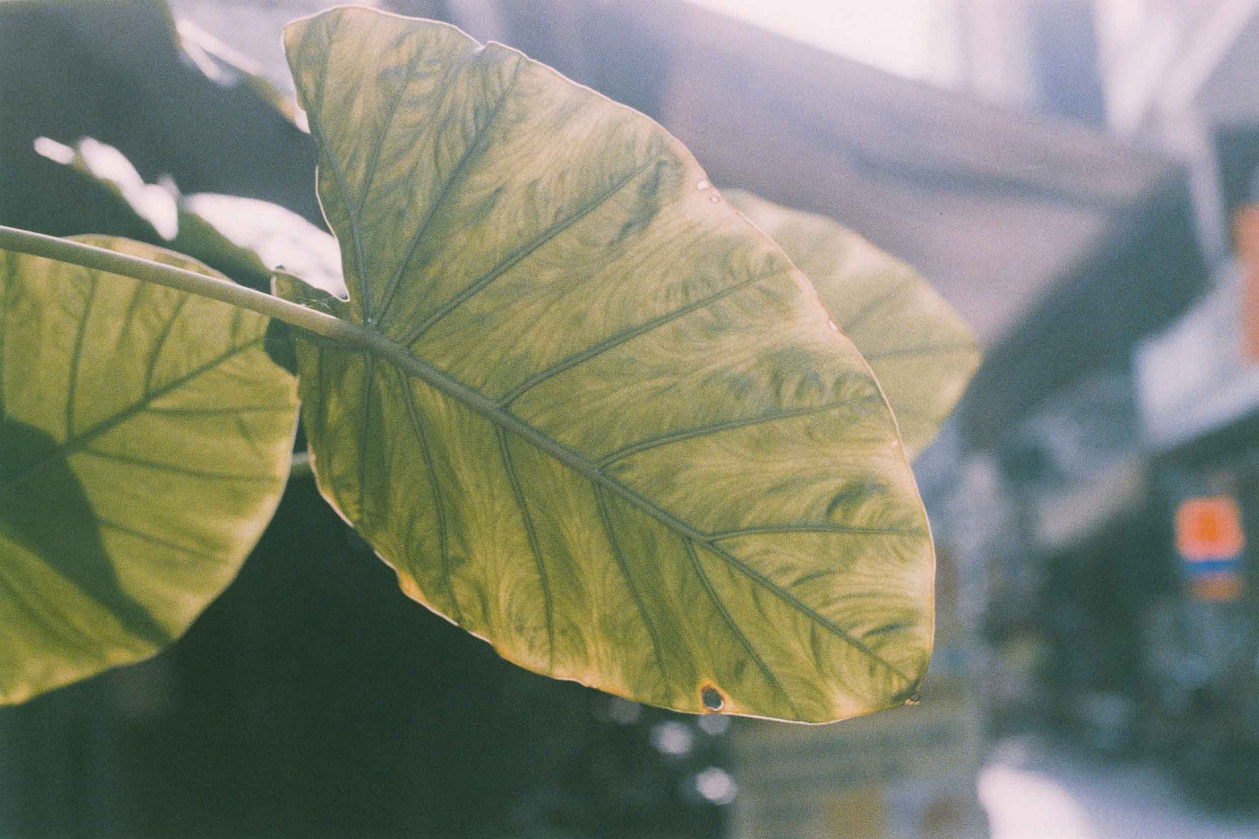 Konica Minolta 100/24exp nội địa - Image 3