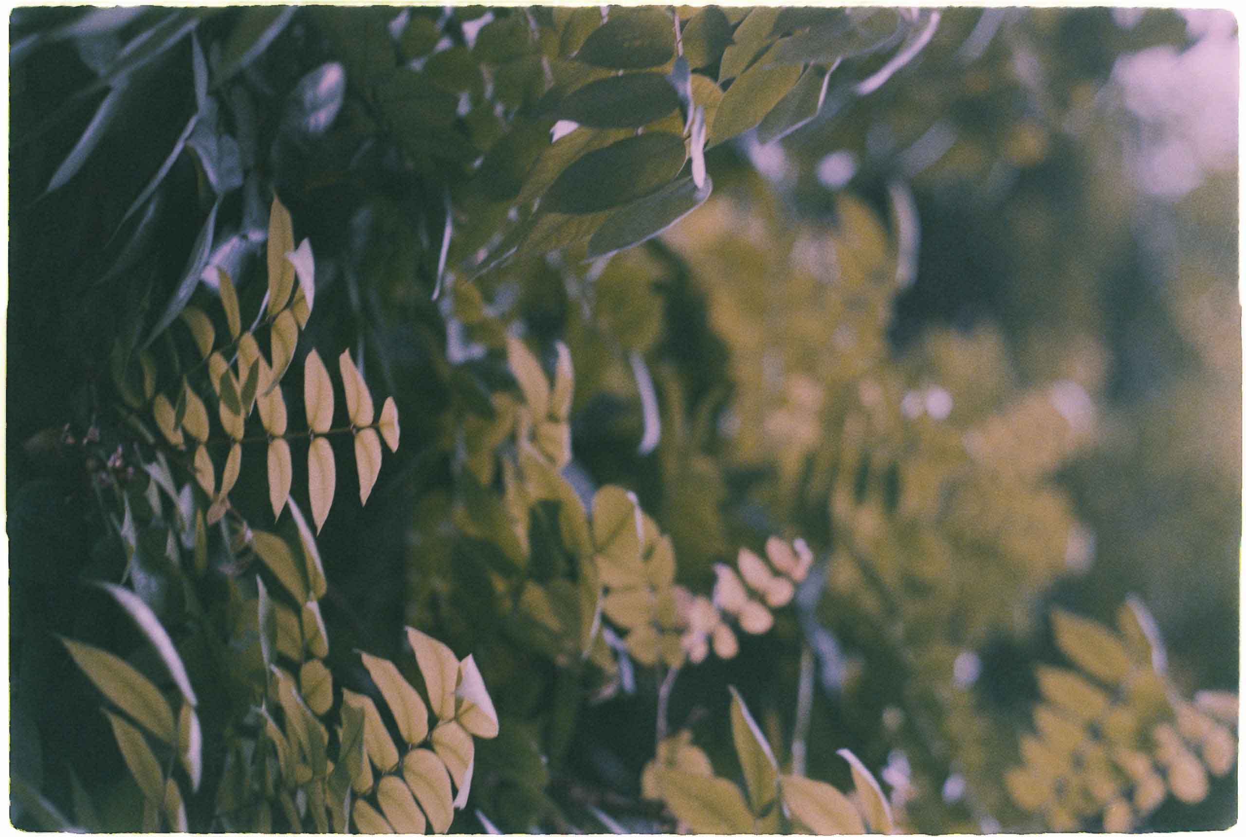 Konica Minolta 100/24exp nội địa - Image 8